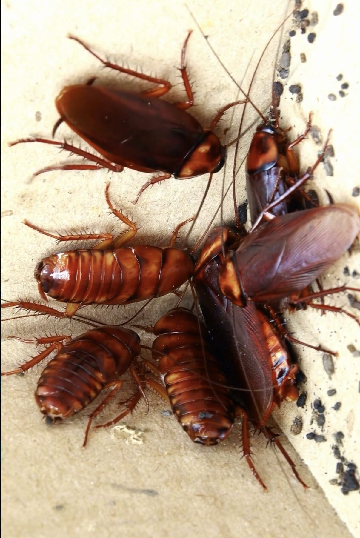 Cockroaches that GreenLeaf eliminates